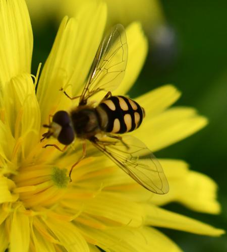 Eupeodes corollae